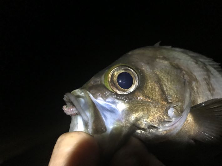 日本鋼管で夜のメバル釣りでアジが釣れちゃうのです エサショウ